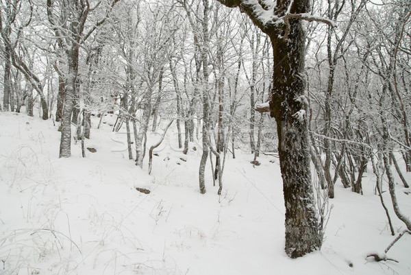 Winter landscape with icy trees. Stock photo © vapi