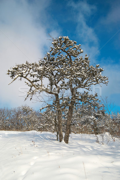 Hiver glaciale forêt arbre soleil nature [[stock_photo]] © vapi