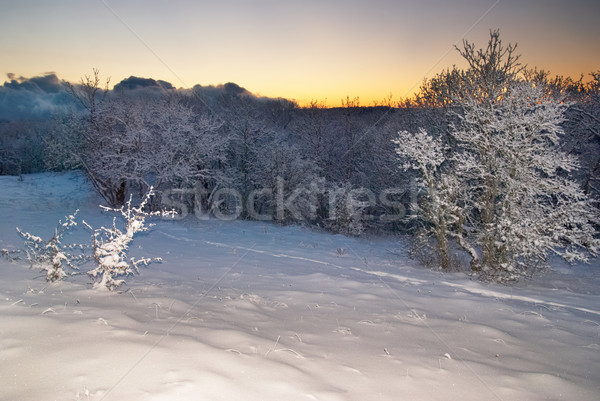 Winter icy Wald Baum Sonne Landschaft Stock foto © vapi