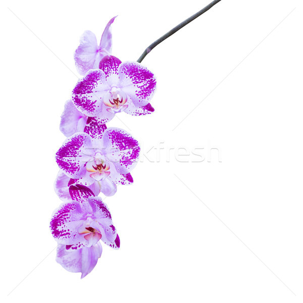 Foto stock: Roxo · flores · orquídeas · branco · ramo · isolado