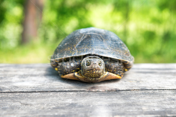 Büyük kaplumbağa eski ahşap büro güneşli Stok fotoğraf © vapi