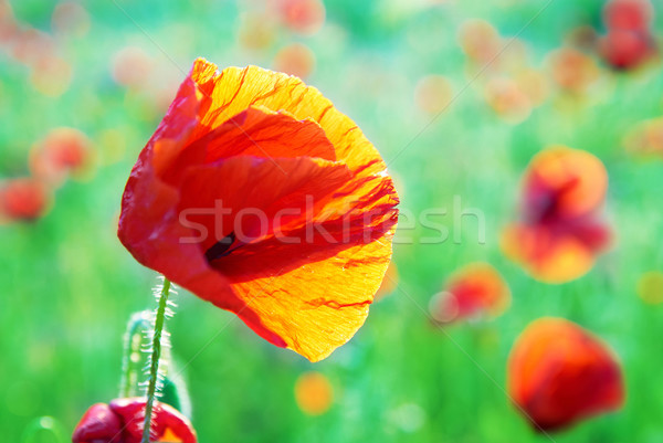Campo belo vermelho grama verde flor Foto stock © vapi