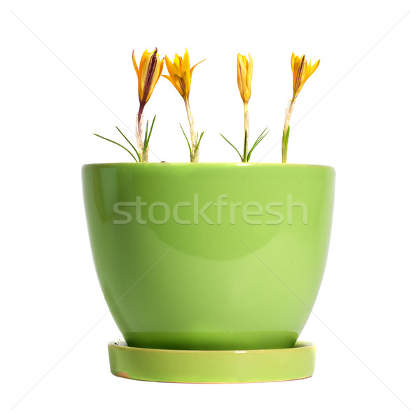 żółty żółte kwiaty szafran krokus zielone liście doniczka Zdjęcia stock © vapi