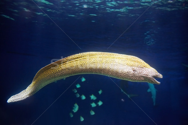 Moray hunting underwater Stock photo © vapi