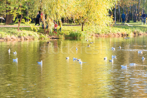 Birds on a lake Stock photo © vapi