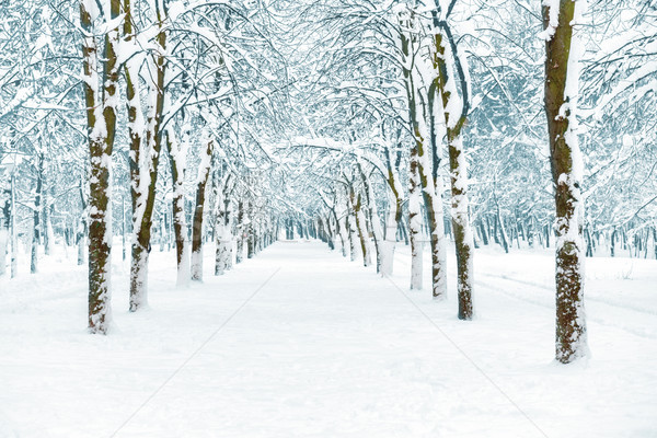 Sneeuw park witte bomen Blauw centraal Stockfoto © vapi