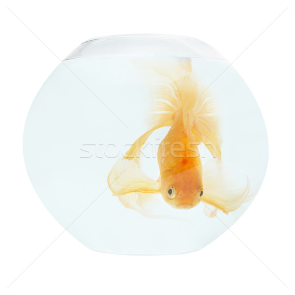 Golden Fisch Aquarium isoliert weiß Natur Stock foto © vapi