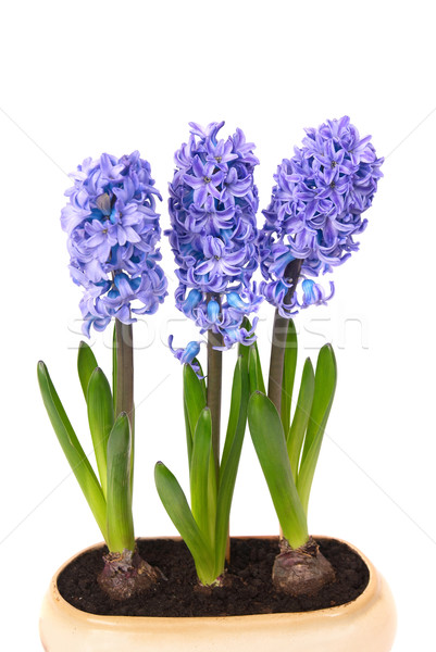 Foto stock: Azul · flores · folhas · verdes · vaso · isolado · branco