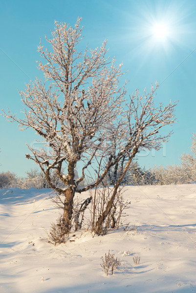 Winter icy Wald Baum Sonne Stock foto © vapi