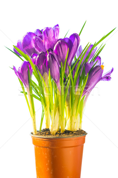 Stockfoto: Boeket · paars · keramische · pot · eerste · lentebloemen