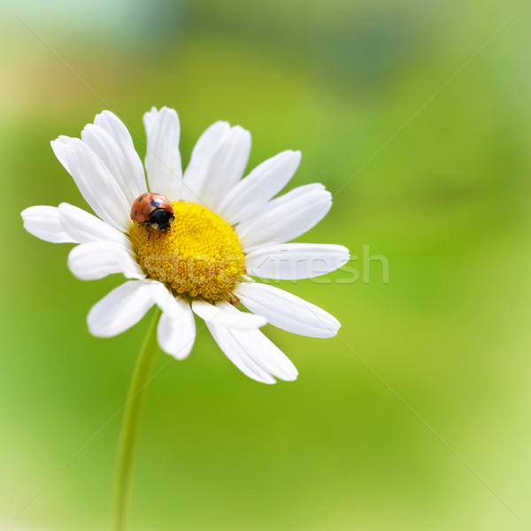 Bianco Daisy rosso coccinella fiore bianco camomilla Foto d'archivio © vapi