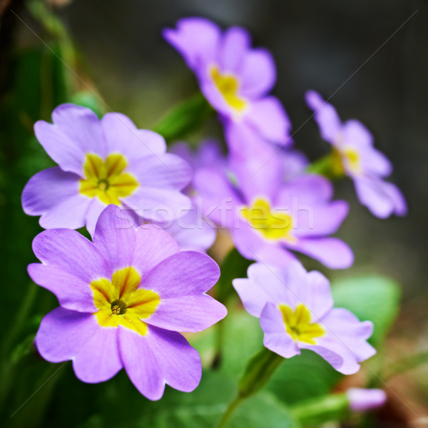 Spring pink flowers Stock photo © vapi