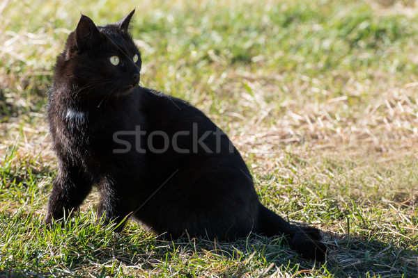 黑貓 黃色 眼睛 坐在 綠草 貓 商業照片 © vapi