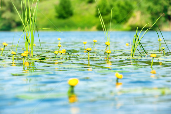 Stok fotoğraf: Su · zambak · gölet · çiçekler · mavi · çiçek