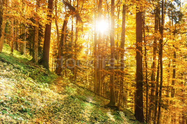 Stockfoto: Ochtend · najaar · bos · oranje · bladeren · zon