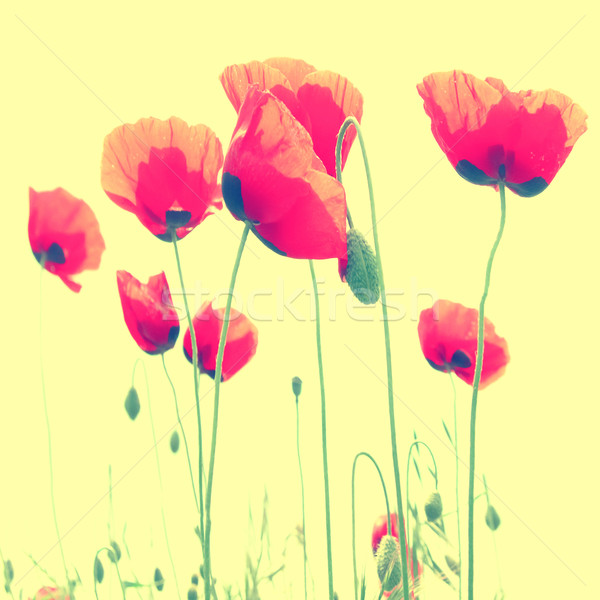 Red poppies Stock photo © vapi