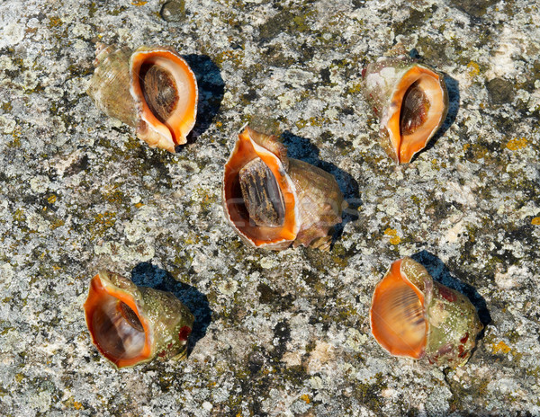Muscheln Strand Wasser Essen Natur Meer Stock foto © vapi