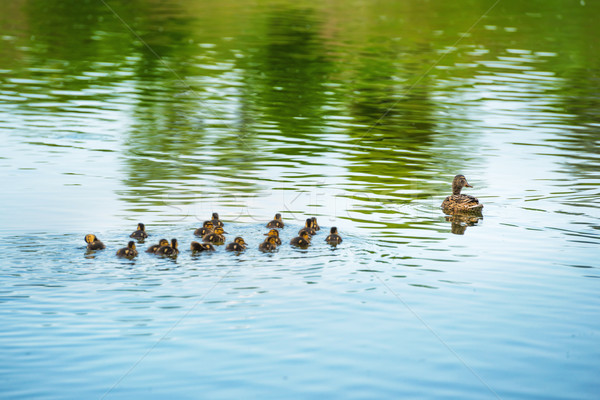 Pato familia muchos pequeño natación río Foto stock © vapi