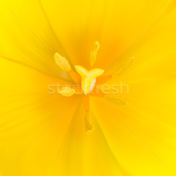 Macro close up shot of yellow tulip Stock photo © vapi