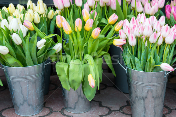 Tulipes belle fleurs du printemps rue de la ville Pâques ville [[stock_photo]] © vapi