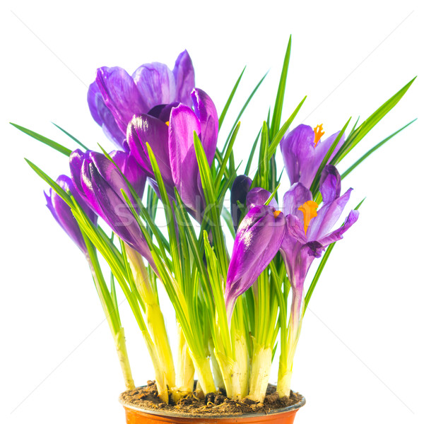 Bouquet of purple crocuses in the ceramic pot Stock photo © vapi