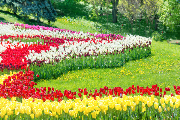 庭園 カラフル チューリップ 緑の草 公園 花 ストックフォト © vapi