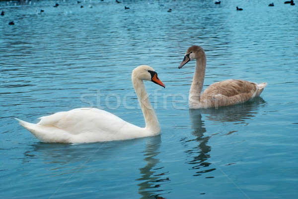 Two swans Stock photo © vapi
