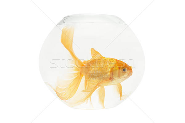 Golden Fisch Aquarium isoliert weiß Natur Stock foto © vapi