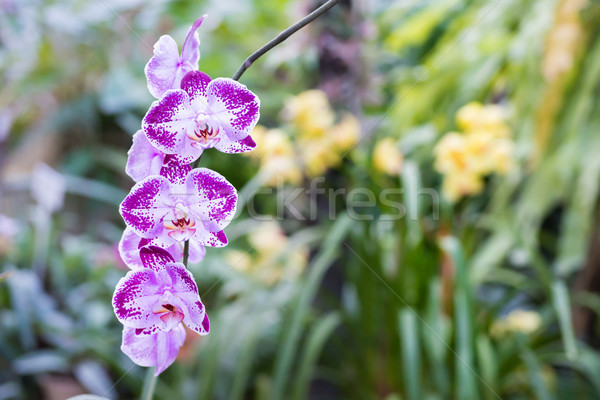 Foto stock: Roxo · orquídeas · tropical · floresta · belo