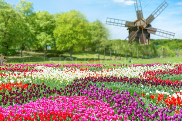 Сток-фото: области · тюльпаны · парка · многие · красочный · цветы