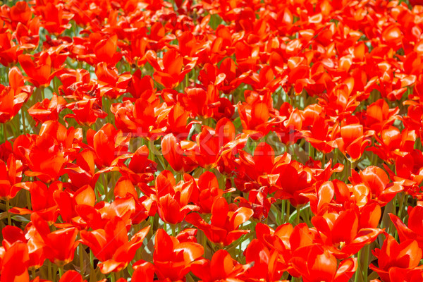 Stok fotoğraf: Doku · kırmızı · lale · kırmızı · çiçekler · güneş · doğa