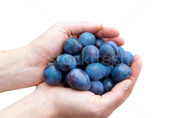 Prunes in hands isolated on white. Stock photo © vapi