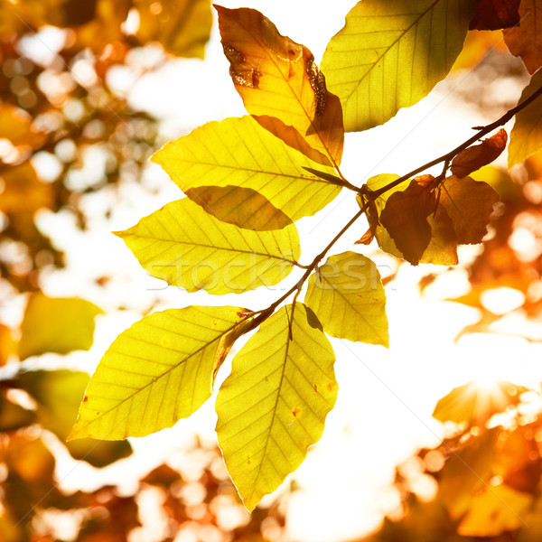 Autumn leaves Stock photo © vapi