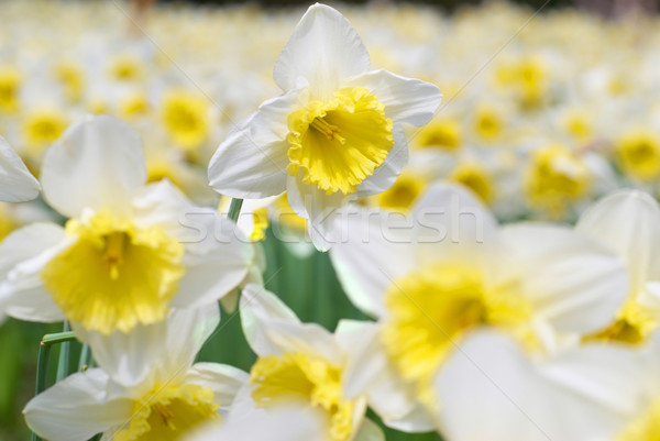 White narcissuses Stock photo © vapi