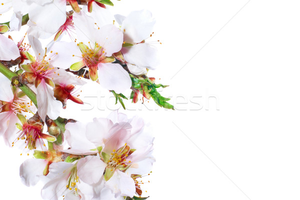 Almond white flowers Stock photo © vapi