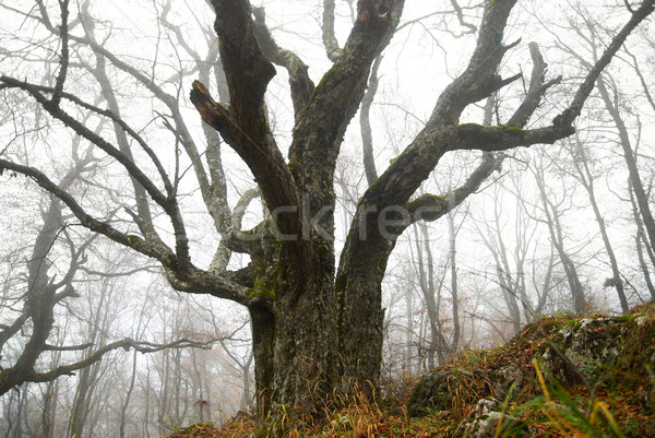Grand automne arbre misty forêt résumé [[stock_photo]] © vapi