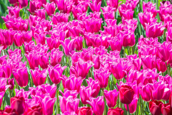 Muchos rosa tulipanes flores campo floral Foto stock © vapi