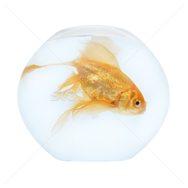 Altın balık akvaryum yalıtılmış beyaz doğa Stok fotoğraf © vapi