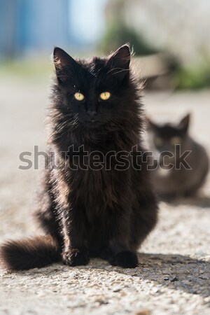 Groep katten vergadering naar camera zwarte Stockfoto © vapi