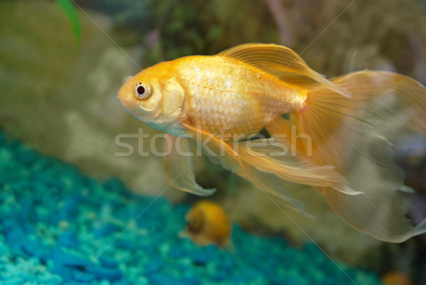 Tropischen golden Fisch Aquarium Auge Gesicht Stock foto © vapi