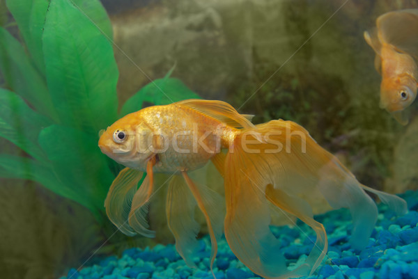 Stockfoto: Tropische · gouden · vis · aquarium · oog · gezicht