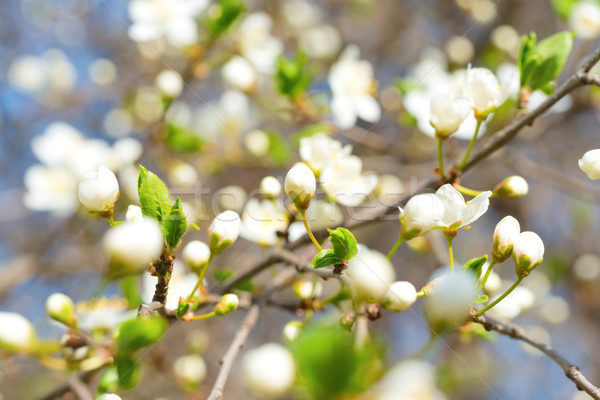 Primavera fioritura bianco fiori di primavera prugna albero Foto d'archivio © vapi