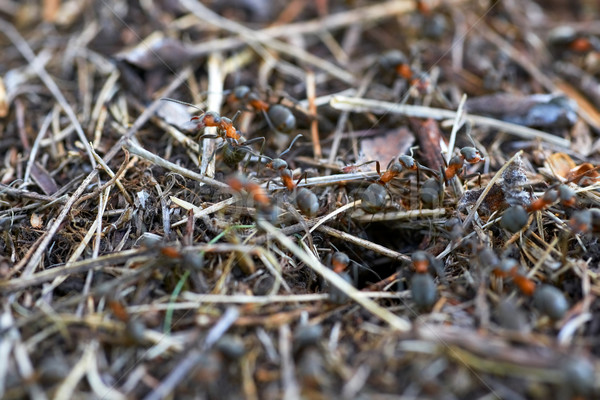 лес многие муравьев семьи группа рабочих Сток-фото © vapi