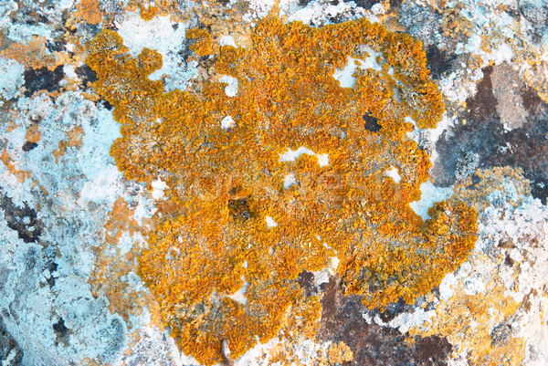 Texture of lichen on the stone. Stock photo © vapi