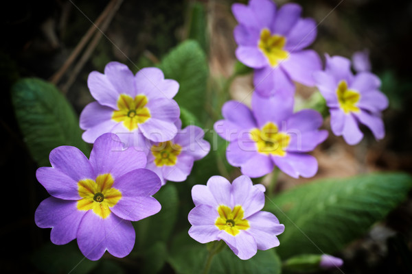 Spring pink flowers Stock photo © vapi