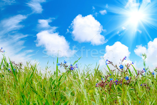 Foto d'archivio: Erba · verde · nuvoloso · cielo · fiore · primavera