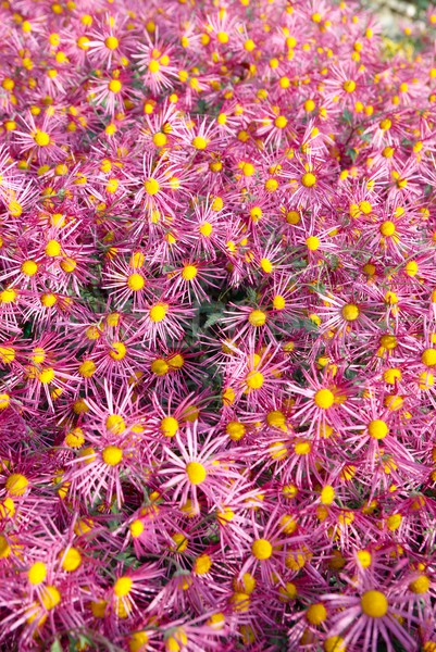 Field of dark pink chrysanthemums. Stock photo © vapi