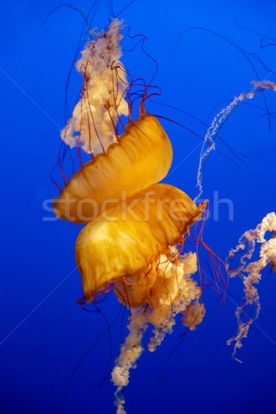Orange Qualle Aquarium blau Wasser Familie Stock foto © vapi