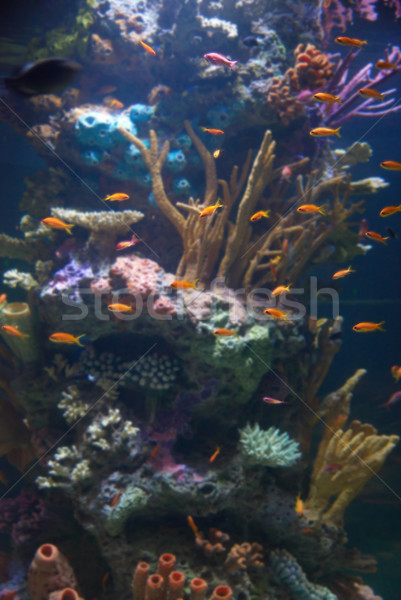 Aquarium with tropical fish Stock photo © vapi