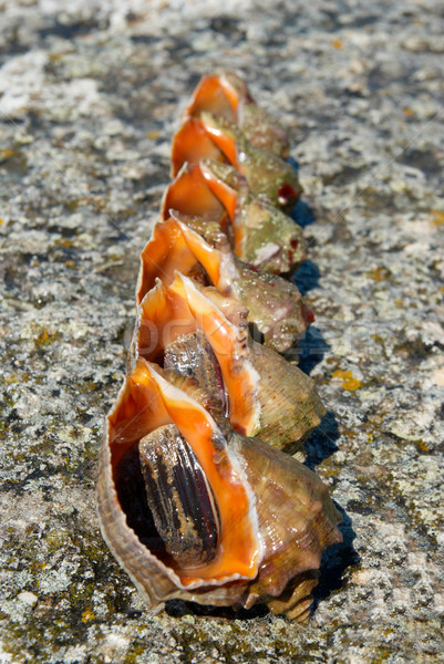Muscheln Strand Wasser Essen Natur Meer Stock foto © vapi